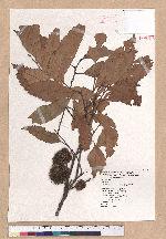 Castanopsis indica (Roxb.) A. DC. 印度栲