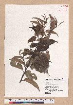 Castanopsis kusanoi Hayata 細刺苦櫧