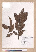 Quercus tatakaensis Tomiya 銳葉高山櫟