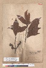 Pasania hancei (Benth.) Schott. var. ternaticupula (Hayata) Liao 三斗石櫟