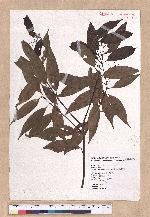 Cinnamomum insulari-montanum Hayata 山肉桂(台灣肉桂)