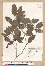 Neolitsea hiiranensis Liu & Liao 南仁山新木薑子