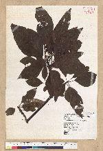 Sassafras randaiense (Hayata) Rehder 臺灣擦樹