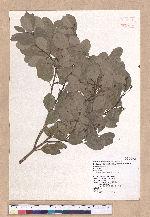 Cinnamomum reticulatum Hayata 土樟