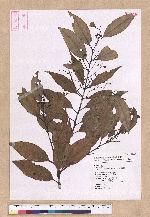 Cinnamomum insulari-montanum Hayata 山肉桂(台灣肉桂)