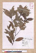 Cinnamomum insulari-montanum Hayata 山肉桂(台灣肉桂)