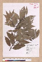 Cinnamomum insulari-montanum Hayata 山肉桂(台灣肉桂)