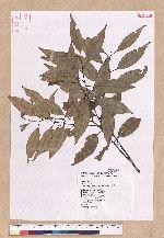 Cinnamomum insulari-montanum Hayata 山肉桂(台灣肉桂)