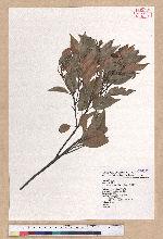 Castanopsis carlesii (Hemsl.) Hayata 長尾栲