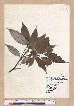Cyclobalanopsis myrsinaefolia (Blume) Schott. 黑櫟
