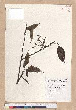 Cyclobalanopsis myrsinaefolia (Blume) Schott. 黑櫟