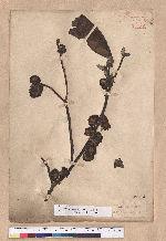 Lindera megaphylla Hemsl. 大葉釣樟