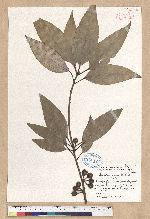 Neolitsea sericea (Blume) Koidz. 白新木薑子