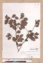 Cinnamomum doederleinii Engl.