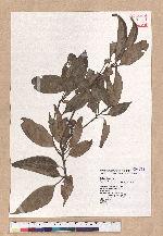 Pasania synbalanos (Hance) Schottky 菱果石櫟