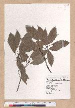 Cyclobalanopsis glauca (Thunb.) Oerst. 青剛櫟