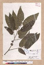 Quercus acutissima Garruth. 麻櫟
