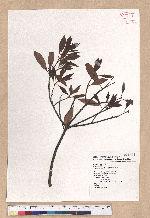 Litsea coreana H. Levl. 鹿皮斑木薑子