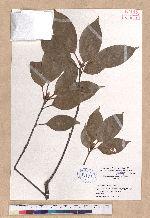Quercus acuta Thunb. ex Murray 孛孛櫟