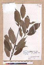 Cyclobalanopsis glauca (Thunb.) Oerst. 青剛櫟
