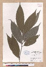 Cyclobalanopsis glauca (Thunb.) Oerst. 青剛櫟