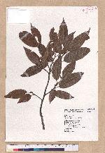 Quercus tatakaensis Tomiya 銳葉高山櫟