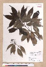 Cinnamomum sieboldii Meissn. ex Nees