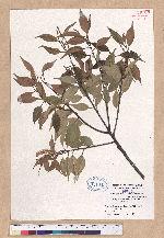 Castanopsis sieboldii (Makino) Hatusima ex Yamazaki & Mashiba