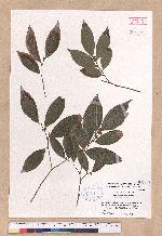 Lindera communis Hemsl. 香葉樹
