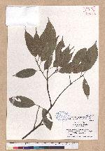 Cyclobalanopsis glauca (Thunb.) Oerst. 青剛櫟