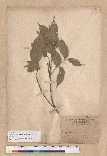Limlia uraiana (Hayata) Masamune & Tomiya 烏來柯