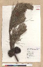 Pinus taiwanensis Hayata 臺灣二葉松