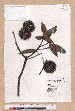 Castanopsis kawakamii Hayata 大葉苦櫧