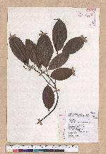 Cinnamomum micranthum (Hayata) Hayata 冇樟