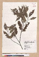 Castanopsis formosana (Skan) Hayata 臺灣栲