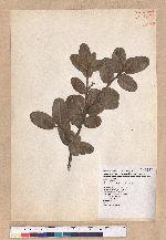 Quercus spinosa A. David ex Fr. 高山櫟