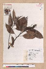 Pasania nantoensis (Hayata) Schottky 南投石櫟