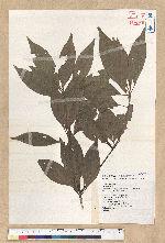 Neolitsea aciculata (Blume) Koidz. var. variabillima (Hayata) J. C. Liao 變葉新木薑子