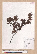 Fagus hayatae Palib. 臺灣山毛櫸