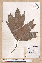 Machilus japonica Siebold et Zucc. 日本楨楠(假長葉楠)
