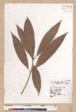 Machilus japonica Siebold et Zucc. 日本楨楠(假長葉楠)
