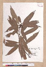 Litsea acuminata (Blume) Kurata 長葉木薑子
