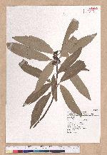 Litsea acuminata (Blume) Kurata 長葉木薑子