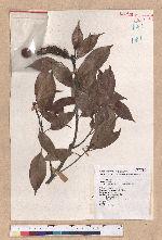 Pasania synbalanos (Hance) Schottky 菱果石櫟