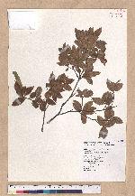 Quercus spinosa A. David ex Fr. 高山櫟