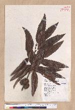 Quercus variabilis Blume 栓皮櫟