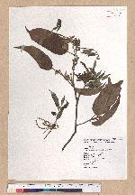 Cyclobalanopsis morii (Hayata) Schott. 森氏櫟(赤椆)
