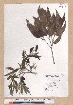Cyclobalanopsis morii (Hayata) Schott. 森氏櫟(赤椆)
