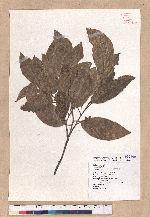 Quercus tatakaensis Tomiya 銳葉高山櫟