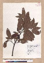 Quercus tatakaensis Tomiya 銳葉高山櫟